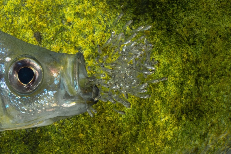 Haplotaxodon microlepis 'Cape Kabogo'